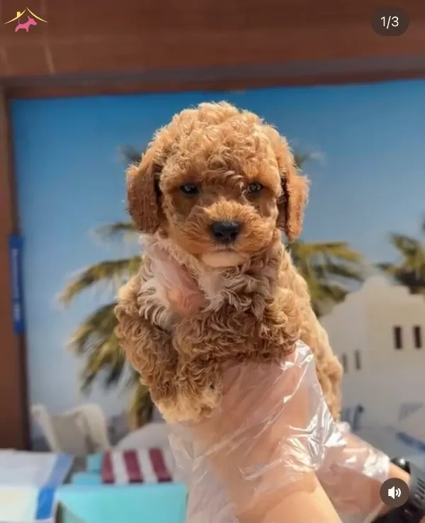 Redbrown Tea Cup Toy Poodle Yavrularımiz Hazırdır