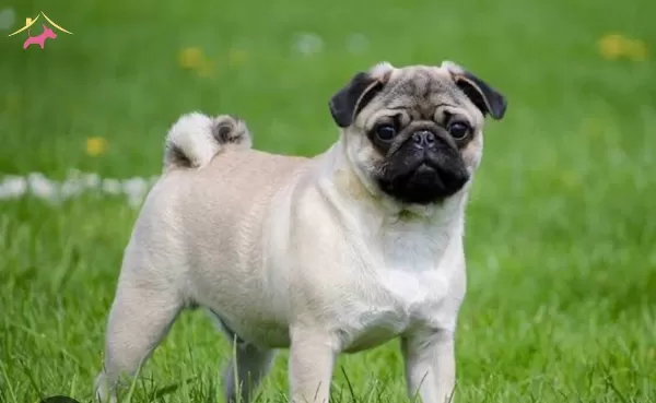 Pug Mops Irk Ve Saglik Garantili