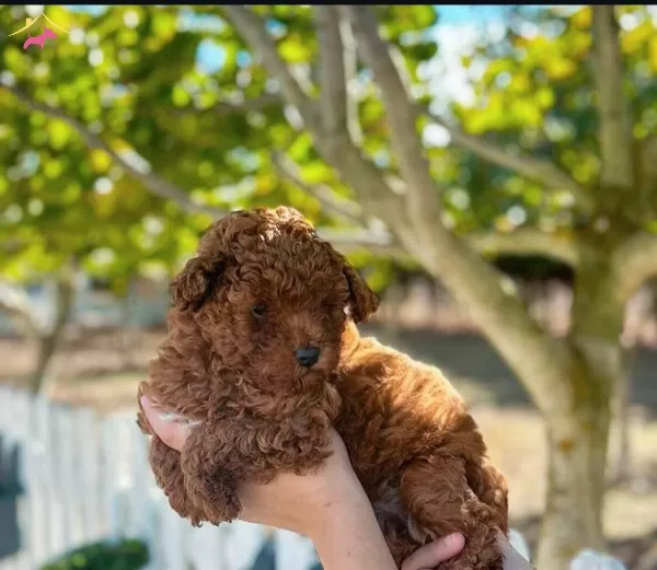 Redbrown Tea Cup Toy Poodle Yavrularımiz Hazırdır