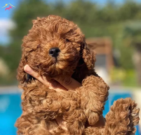 Redbrown Tea Cup Toy Poodle Yavrularımiz Hazırdır