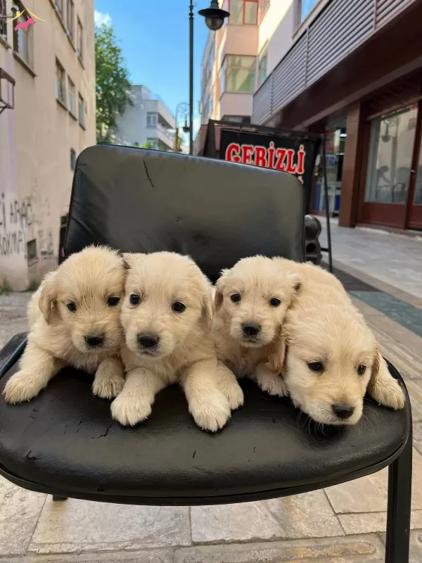 Golden Irk Ve Sağlik Garantili