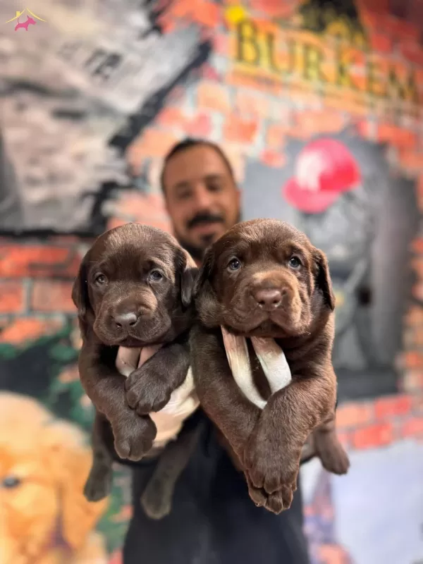 Cikolata Labrador Retriever Yavrularımız A Kalite Irk