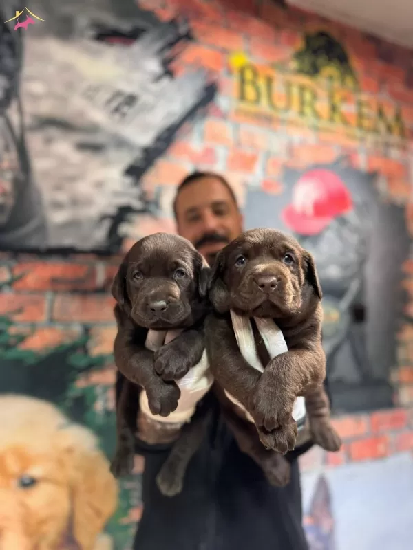 Cikolata Labrador Retriever Yavrularımız A Kalite Irk