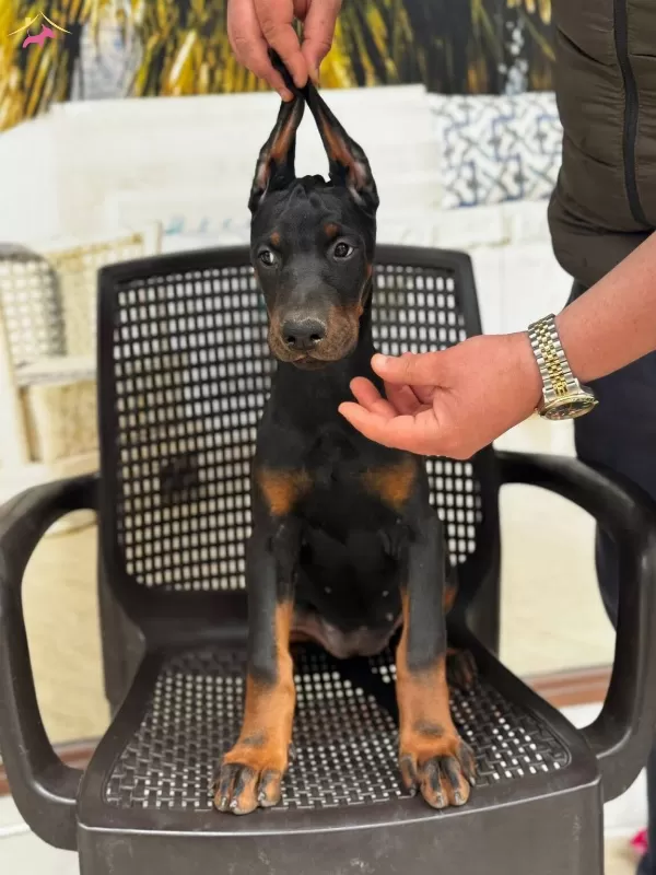 Doberman Yavrularımız Hazırdır