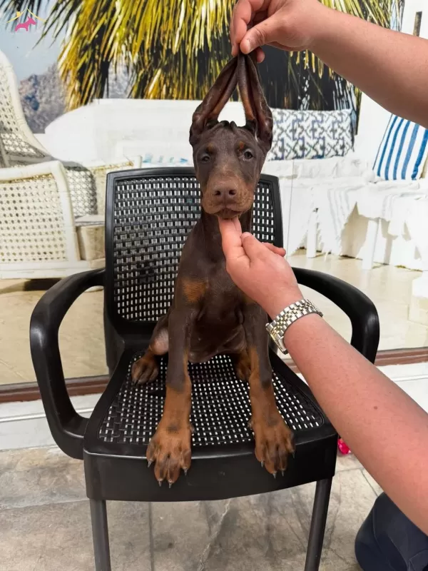 Doberman Yavrularımız Hazırdır
