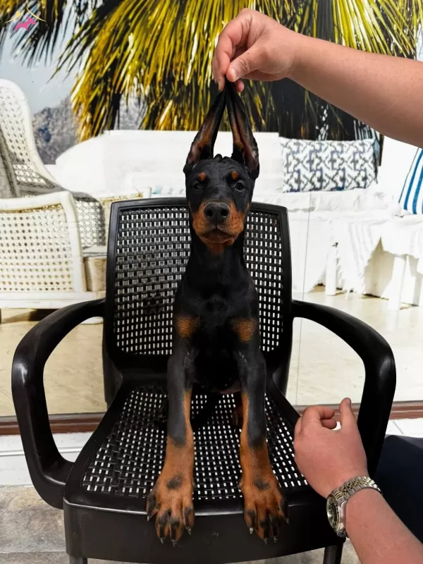 Doberman Yavrularımız Hazırdır