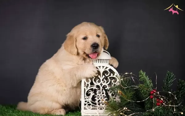 Irk Ve Sağlık Garantili Golden Retriever Yavrularımız