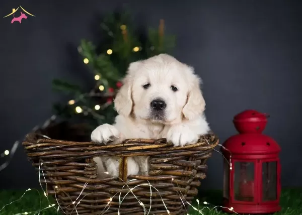 Irk Ve Sağlık Garantili Golden Retriever Yavrularımız