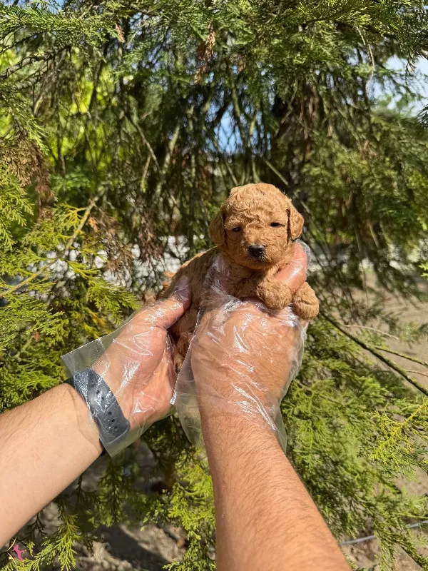 Tea Cup Toy Poodle Yavrularımiz