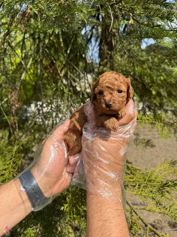 Tea Cup Toy Poodle Yavrularımiz