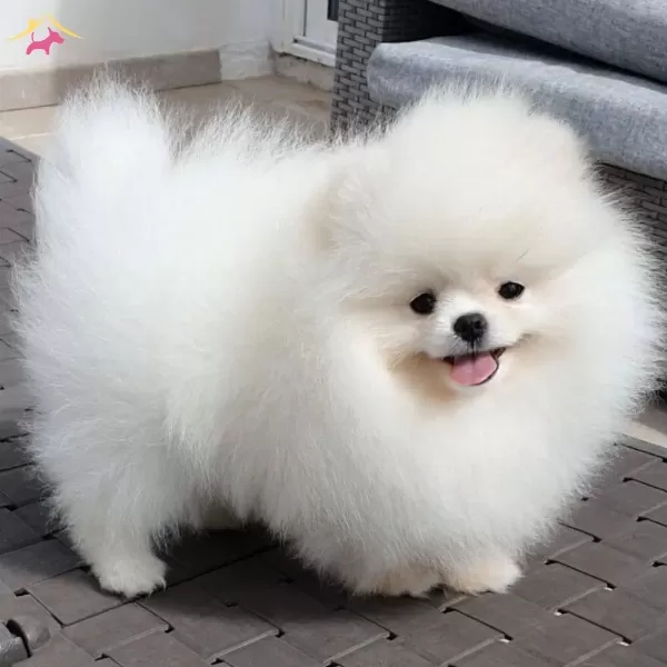 Ayı Yavrusu Degil Pomeranian Boo
