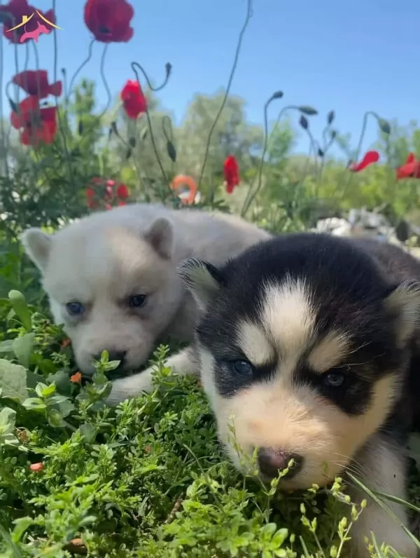 Safkan Sibirya Kurdu Husky Yavruları