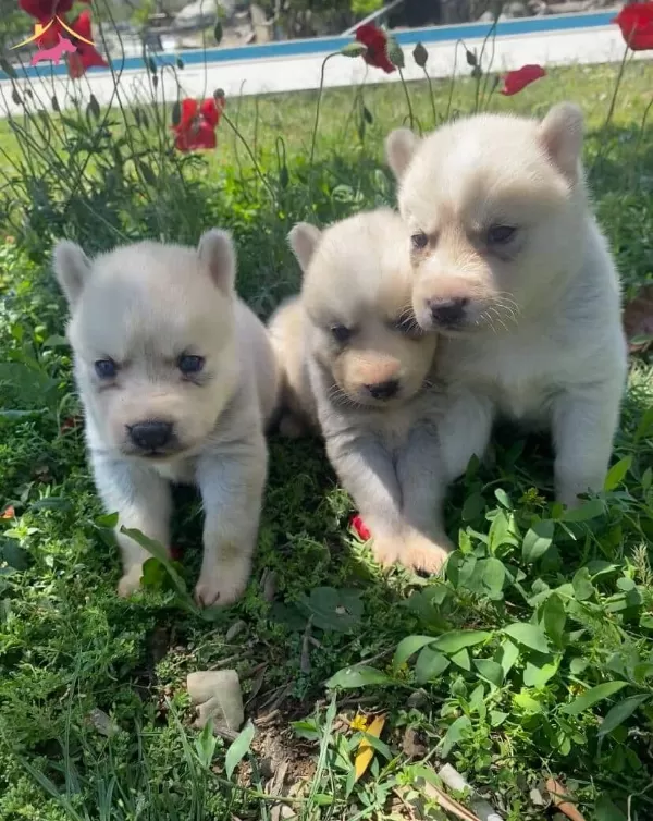 Safkan Sibirya Kurdu Husky Yavruları