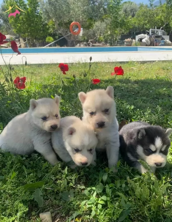 Safkan Sibirya Kurdu Husky Yavruları