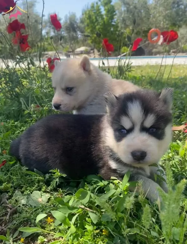 Safkan Sibirya Kurdu Husky Yavruları