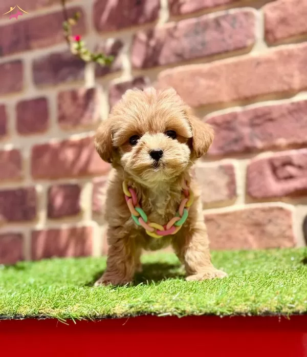 Cok Tatlı Cok Oyuncu Yavru Maltipoo