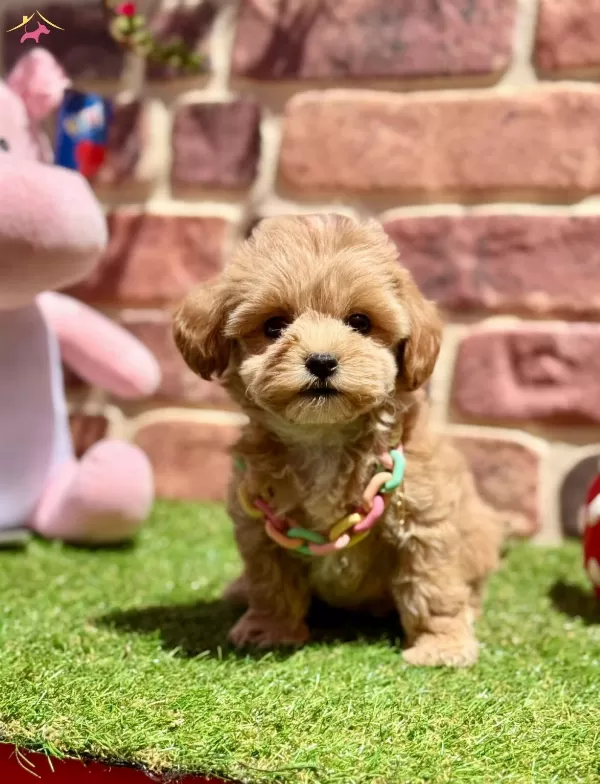 Cok Tatlı Cok Oyuncu Yavru Maltipoo