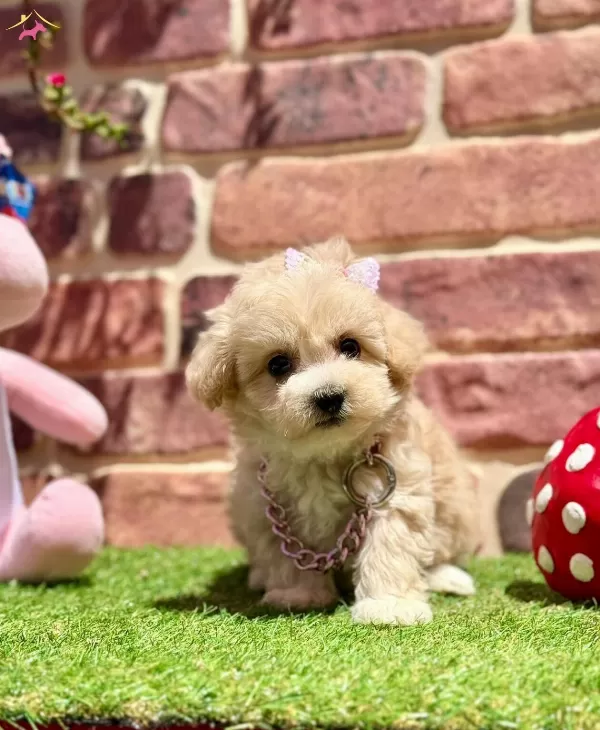 Asıları Tam Hazır Ve Mutlu Maltipoo Yavru