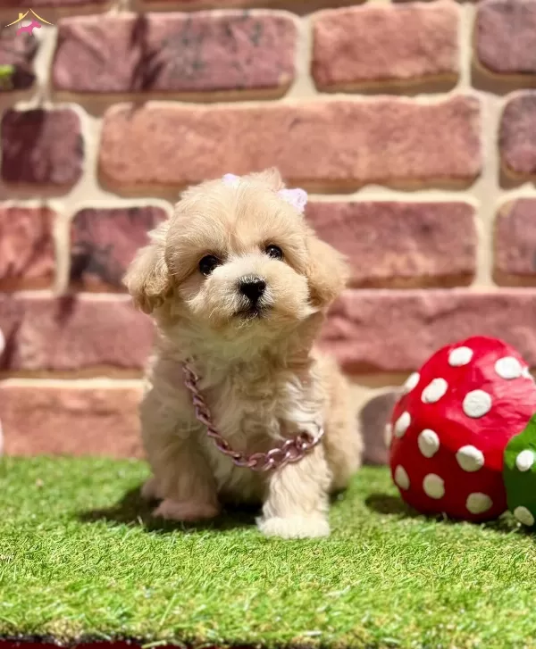 Asıları Tam Hazır Ve Mutlu Maltipoo Yavru