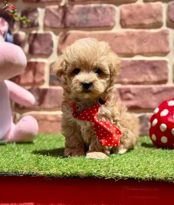 Oyuncu Ve Uysal Maltipoo Yavrular