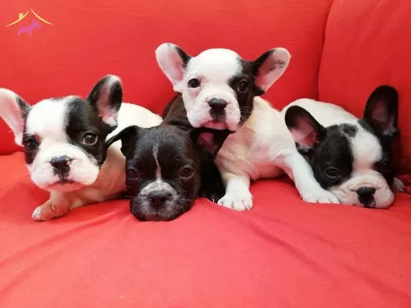 Fransiz Bulldog Yavrularımiz Hazırdır