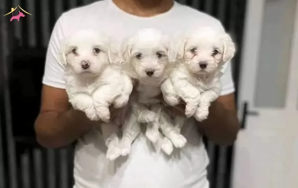 Numara Maltese Yavrular