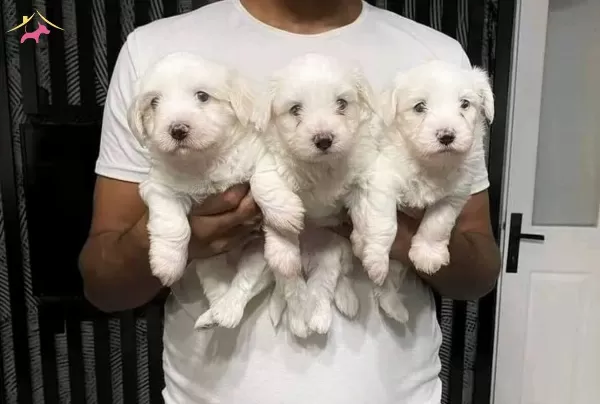 Numara Maltese Yavrular