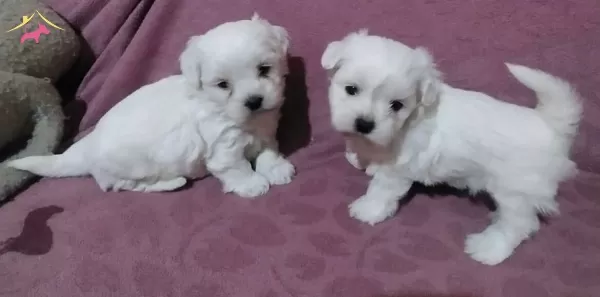 Uygun Maltese Yavrular