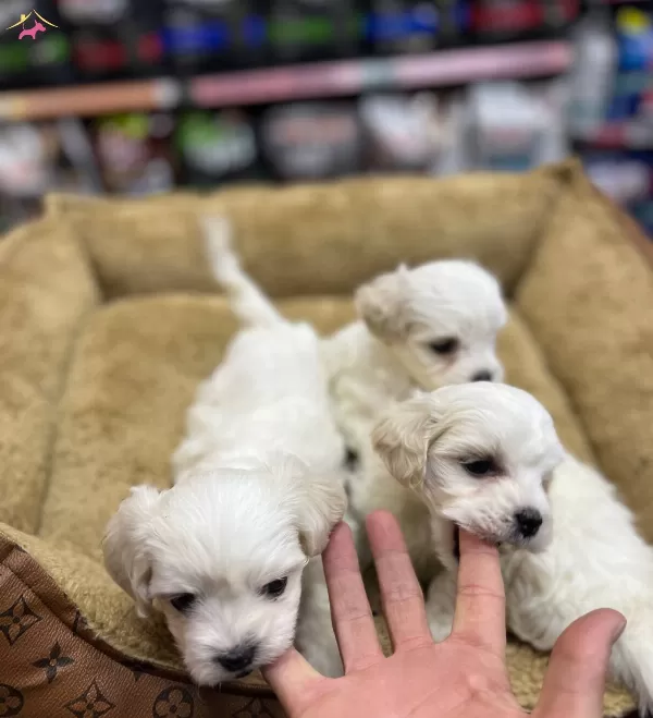 Mini Boy Maltese Yavrular