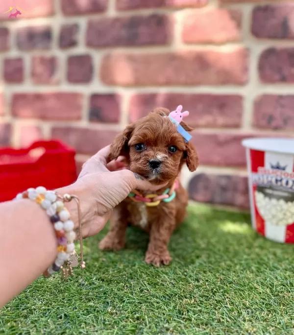 Kızıl Maltipoo Yavrular Evinize Neşe