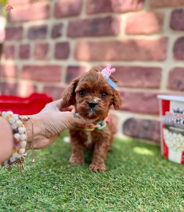 Kızıl Maltipoo Yavrular Evinize Neşe