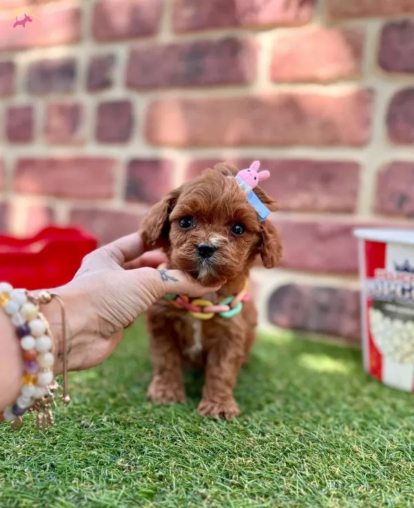 Kızıl Maltipoo Yavrular Evinize Neşe