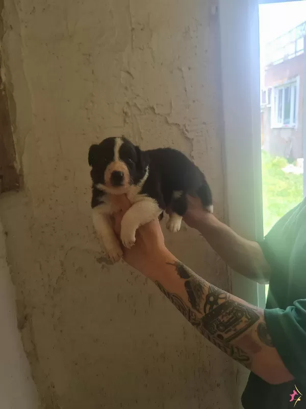 Border Zeka Kupu Bebekler Icin Acele Edin