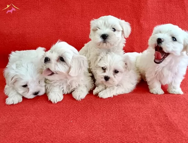 Klo Garantl Numara Maltese Yavrular