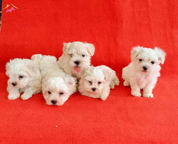 Klo Garantl Numara Maltese Yavrular
