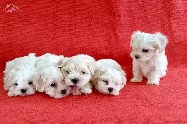 Klo Garantl Numara Maltese Yavrular