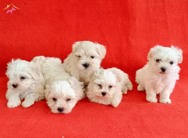 Klo Garantl Numara Maltese Yavrular