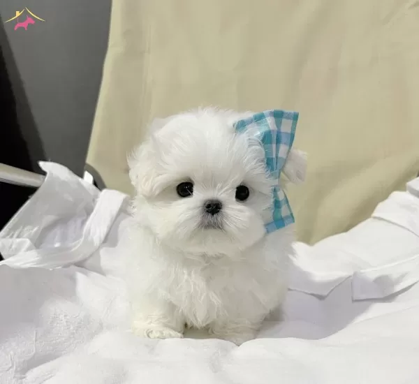 Uygun Maltese Terier Yavrular