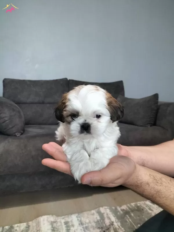 Sıfır Numara Shihtzu Yavrular