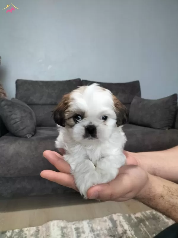 Sıfır Numara Shihtzu Yavrular