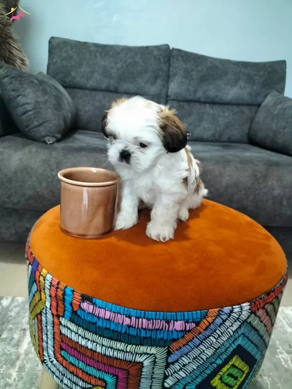 Sıfır Numara Shihtzu Yavrular