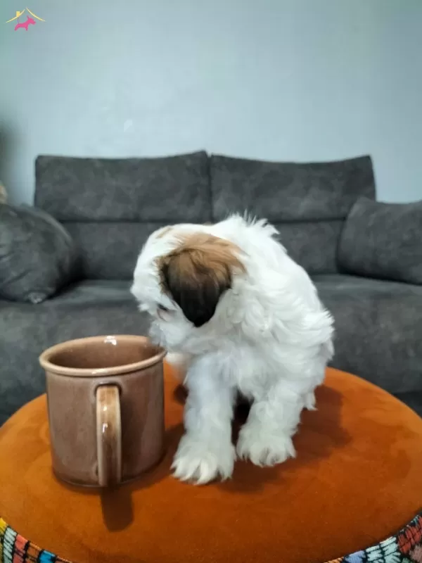 Sıfır Numara Shihtzu Yavrular
