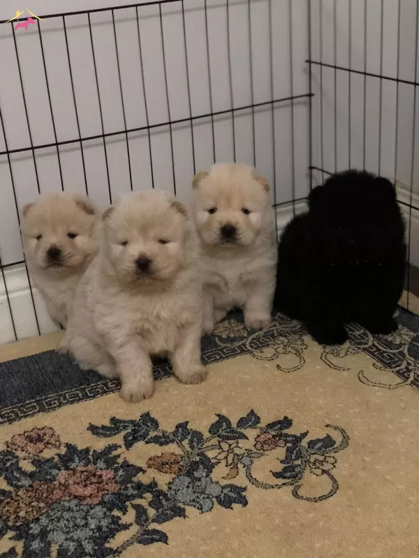 Safkan Irk Garangili Chow Chow Yavrular
