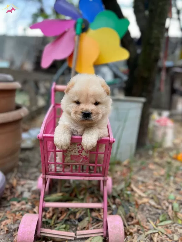 Safkan Irk Garangili Chow Chow Yavrular