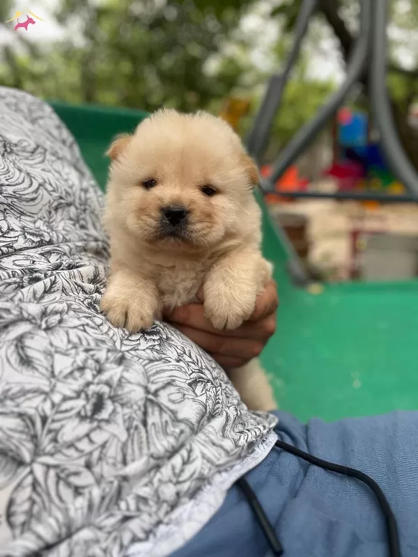 Safkan Irk Garangili Chow Chow Yavrular