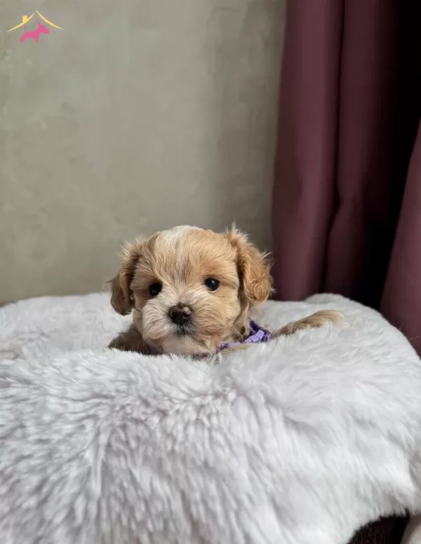 Aile Ortamına Uygun Maltipoo Yavrular
