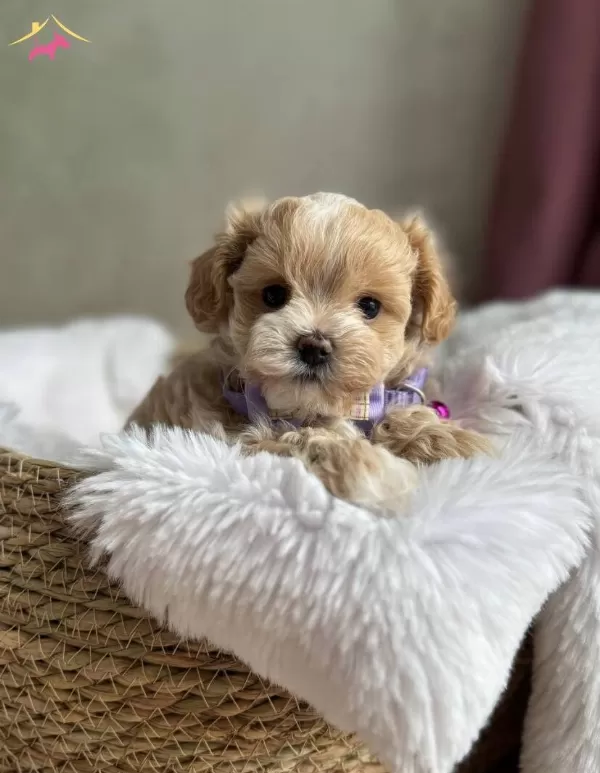 Aile Ortamına Uygun Maltipoo Yavrular