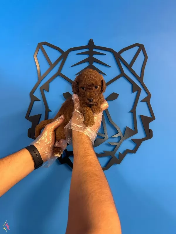 Irk Garantili Ruhsatli Uretim Ciftliginden Toy Poodle