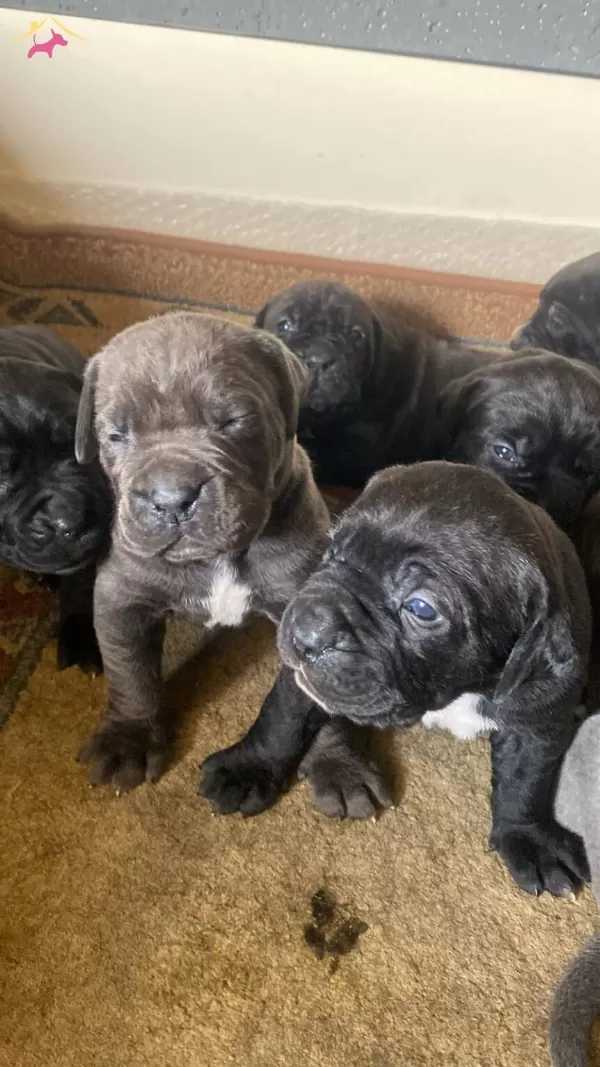 Mukemmel Kalite Cane Corso