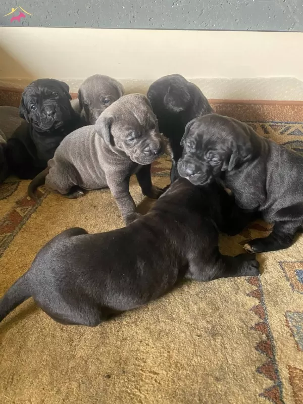 Mukemmel Kalite Cane Corso